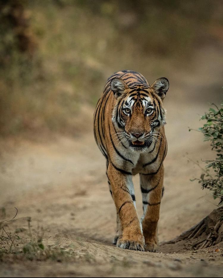 The Top 10 National Parks in India