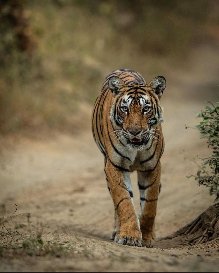 The Top 10 National Parks in India