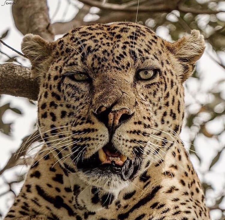 Splitnose leopard in Africa