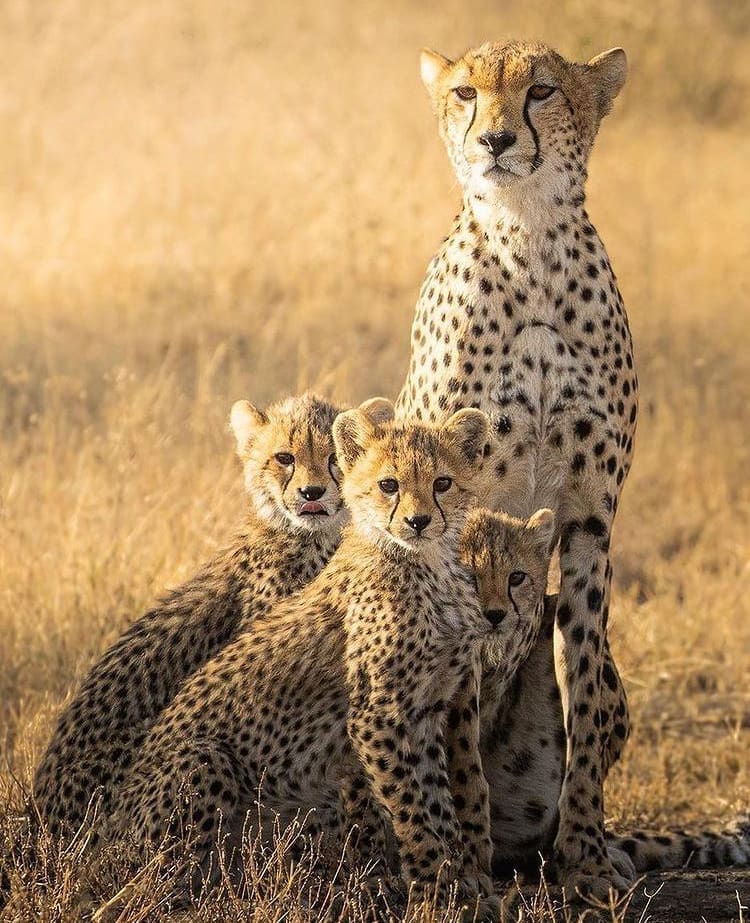 Mother cheetah and her cubs