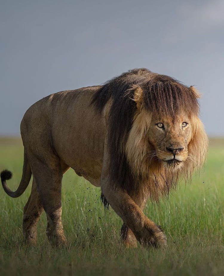 Male African lion with Shaggy mane