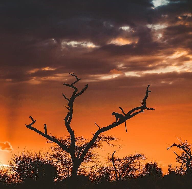 Leopard in a tree infront of an orange sunse