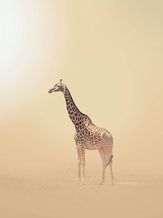 Lone giraffe in the desert