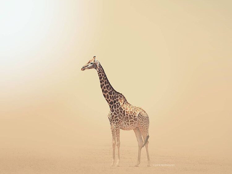 Lone giraffe in the desert