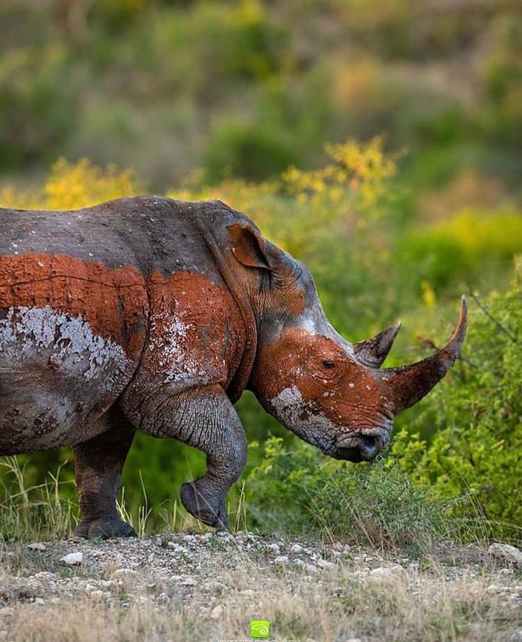 Large white rhino with mud stripes