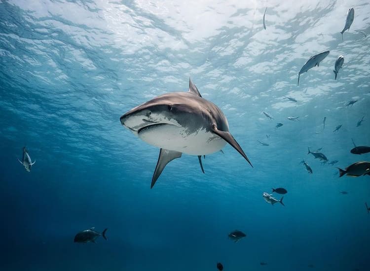 Tiger shark cruising through the clear water