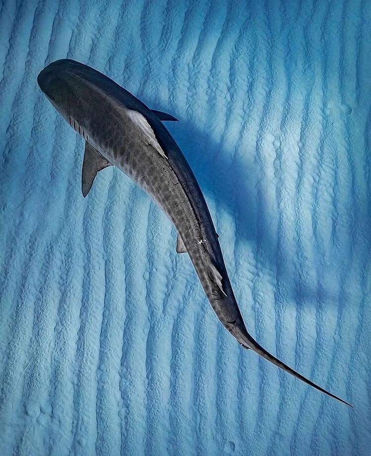 Shark swimming along the patterned sea floor