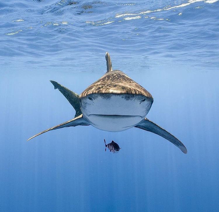 Photographing sharks under water