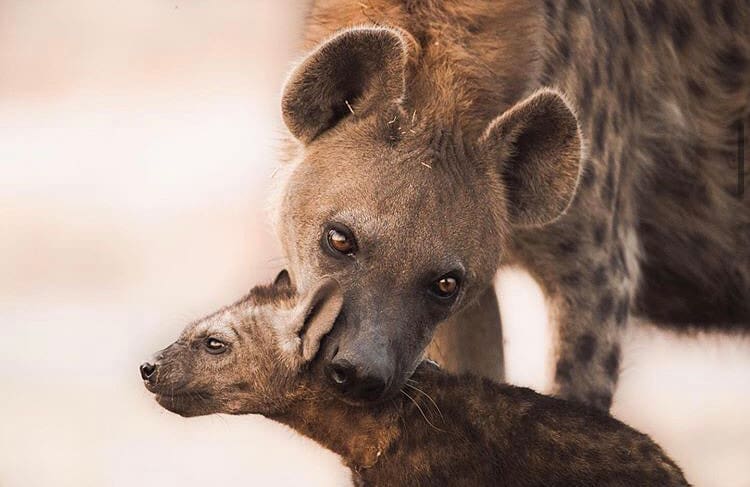 Mother and baby animals in the African bush