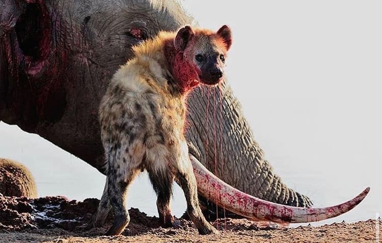 Spotted hyena scavenging on an elephant carcass