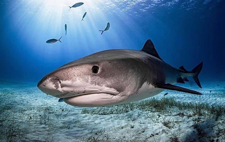 Tiger shark closeup