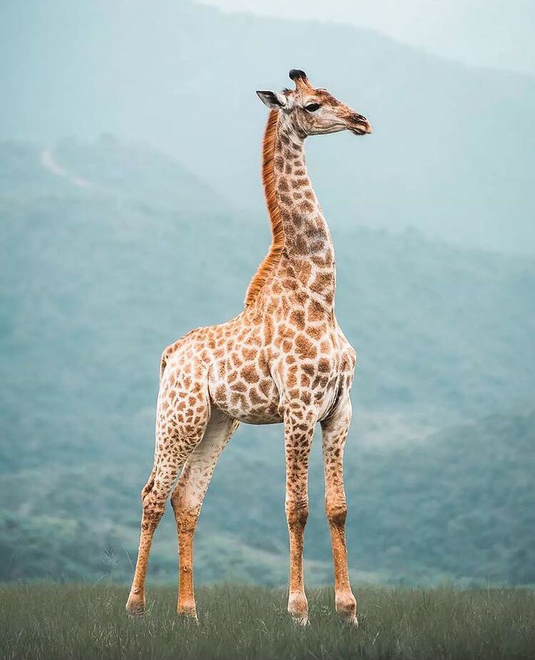 Young giraffe standing at attention