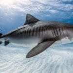 Get To Know The Tiger Shark