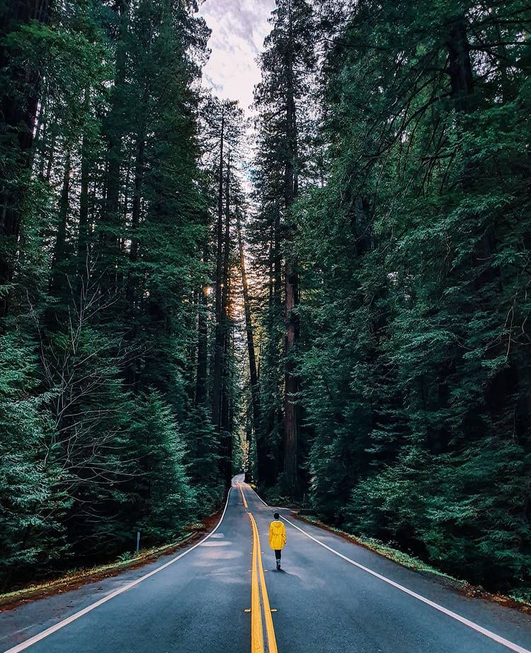 Avenue of the Giants, Oregon Coast - The 10 Best Road Trips On The West Coast