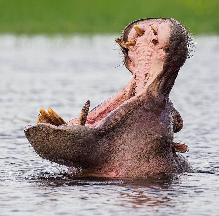 The largest animals in Africa