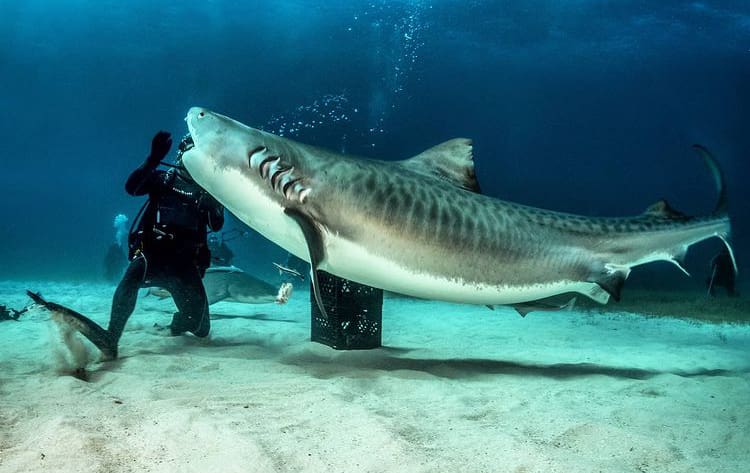 Divers hand feeding a huge tiger shark in the Bahamas