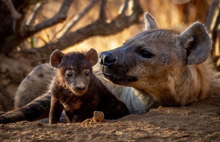Spotted Hyena cub and mother