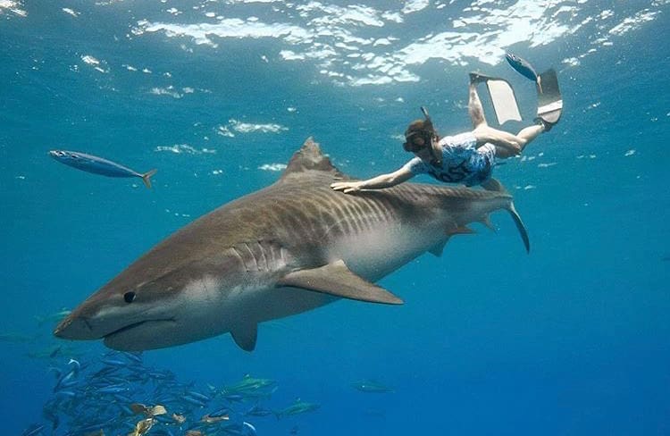 Free diving with a large tiger shark in French Polynesia