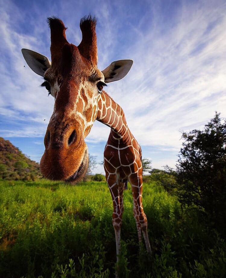 Giraffe selfie