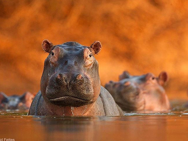 Get to know the hippo