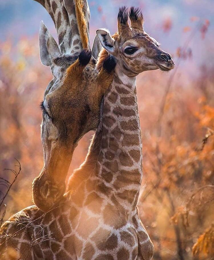 Wild animals mother and baby