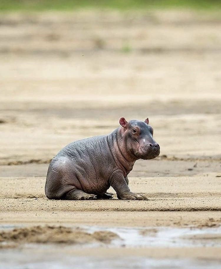 Baby hippo sits alone on the river bank