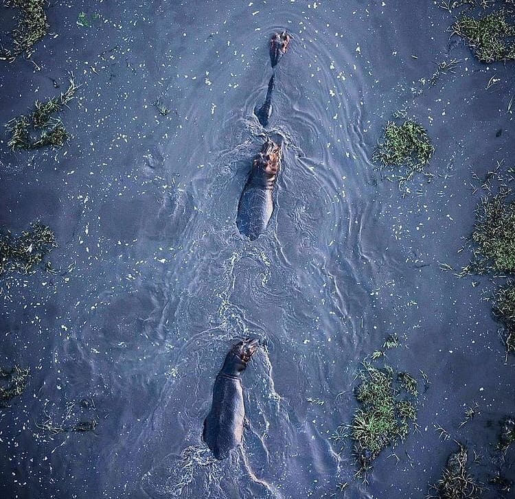 The view of swimming hippos from above