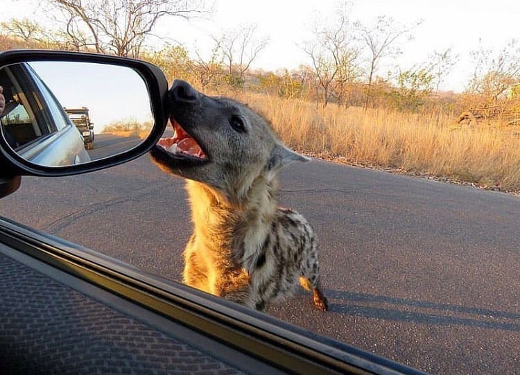 Wild animals interacting with cars in Kruger National Park