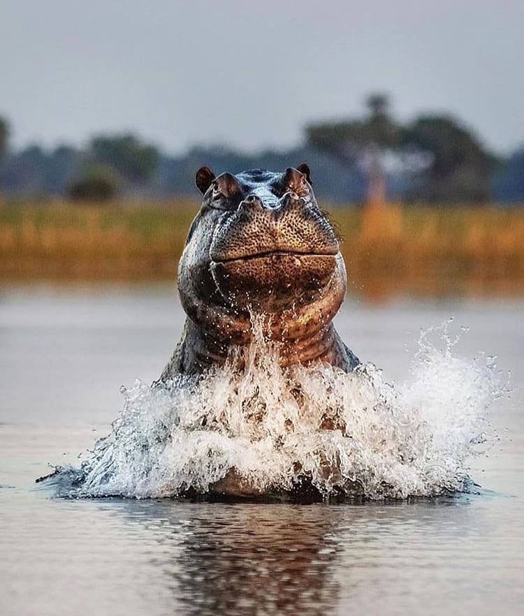 Large hippo jumping out the water