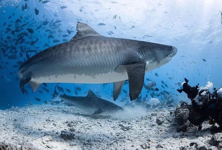 Tiger sharks swimming together, Australia