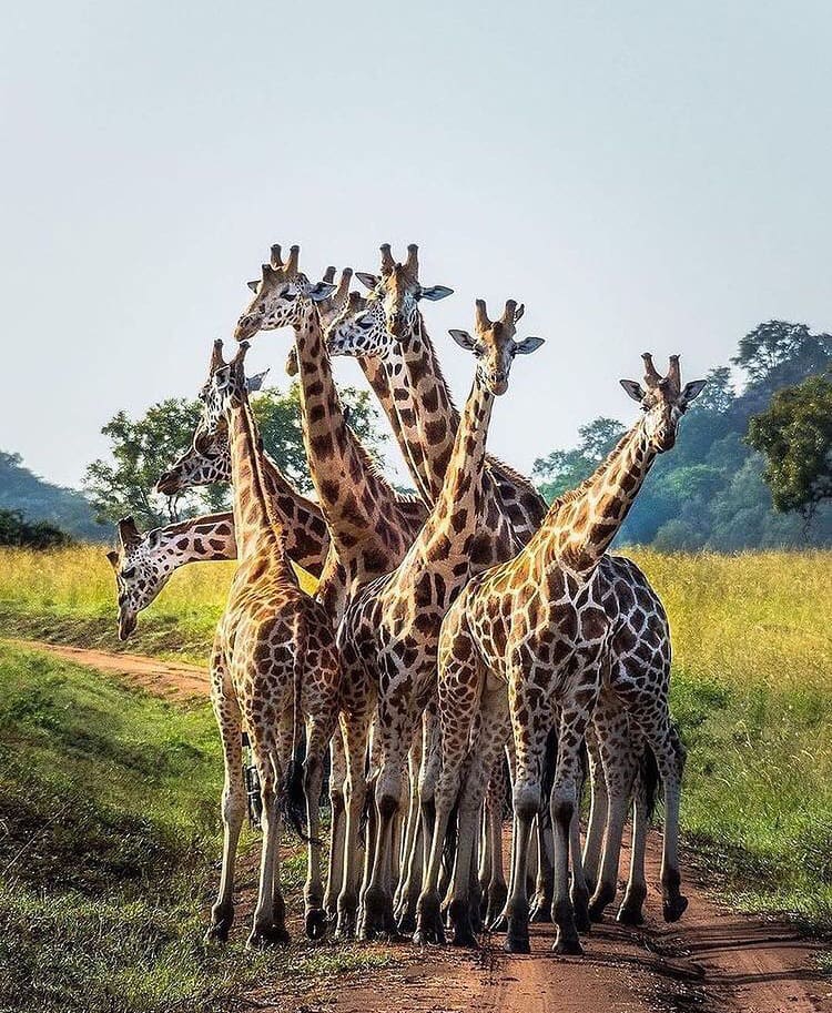 Animals in the wild in Uganda