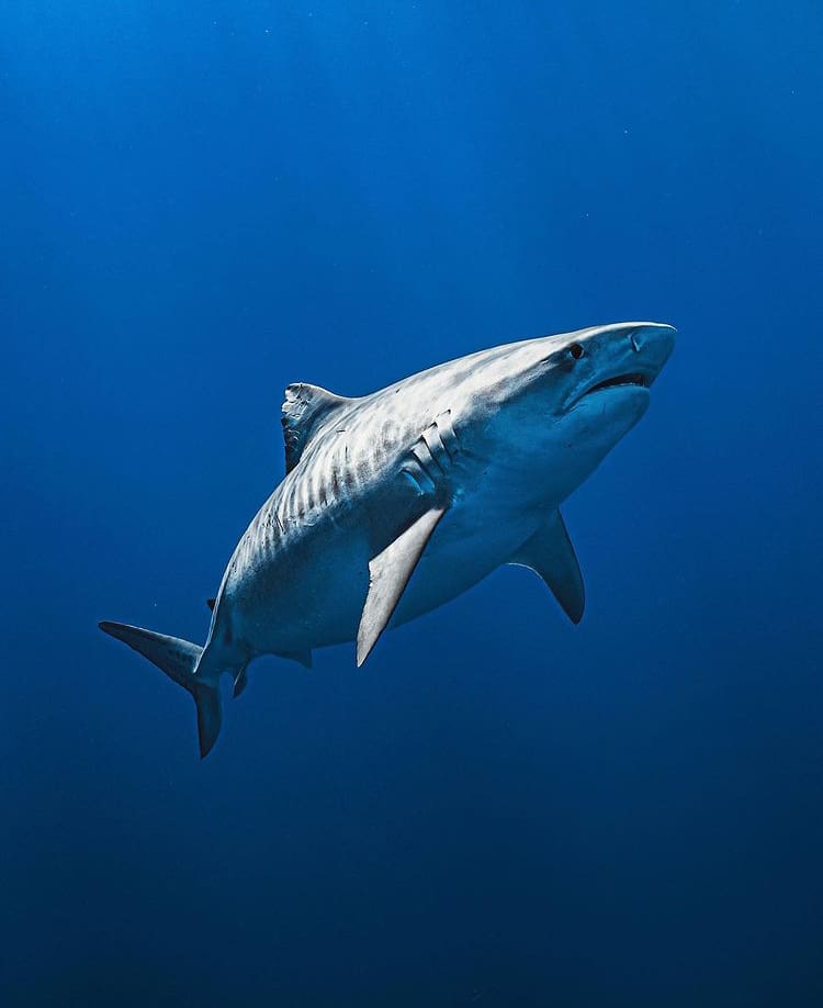 Diving with sharks in the ocean