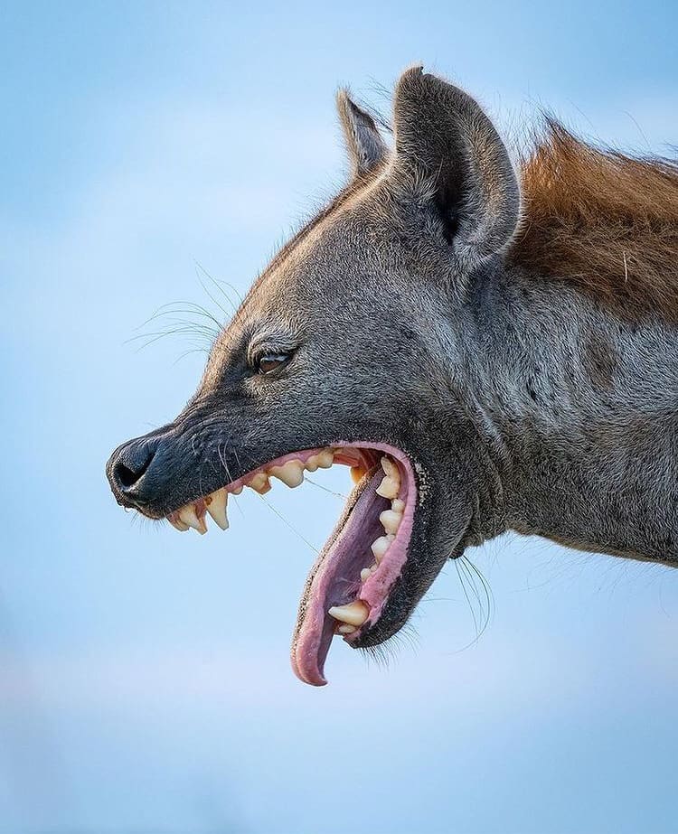 Get to know the spotted hyena