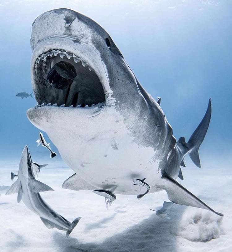 Shark showing off its teeth in The Bahamas