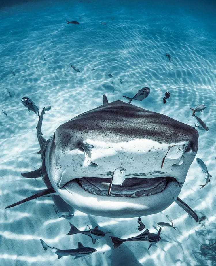 Tiger shark closeup as it approaches a diver's camera