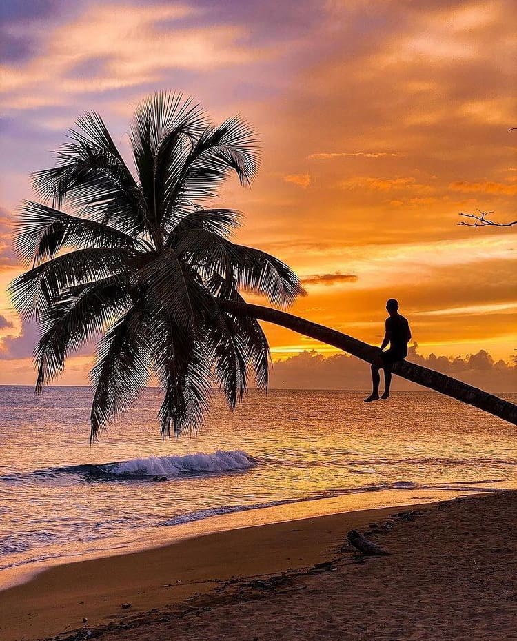 Watching the sun set from a palm tree in Puerto Rico