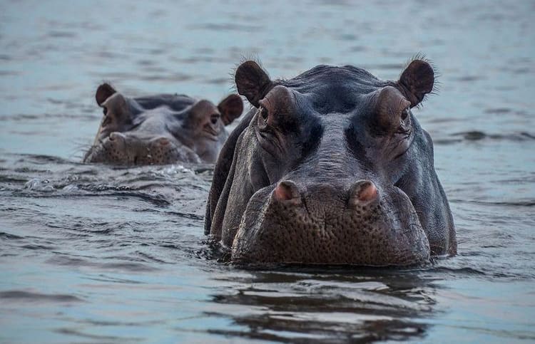 Get to know the hippo