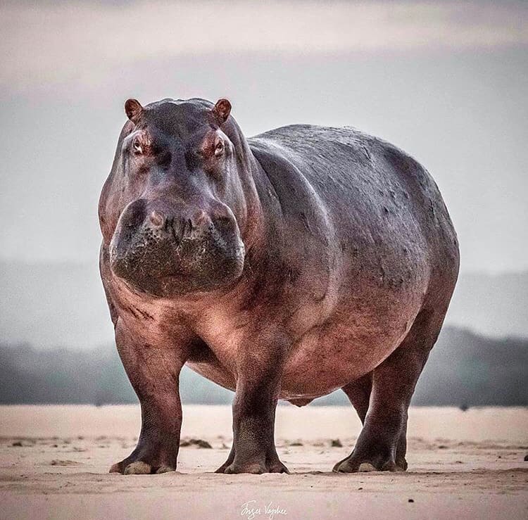 Large Bull Hippo on the river bank