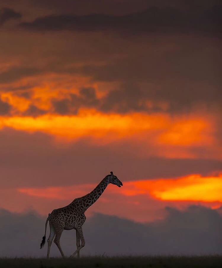 A dramatic sun set sky over the Masai Mara