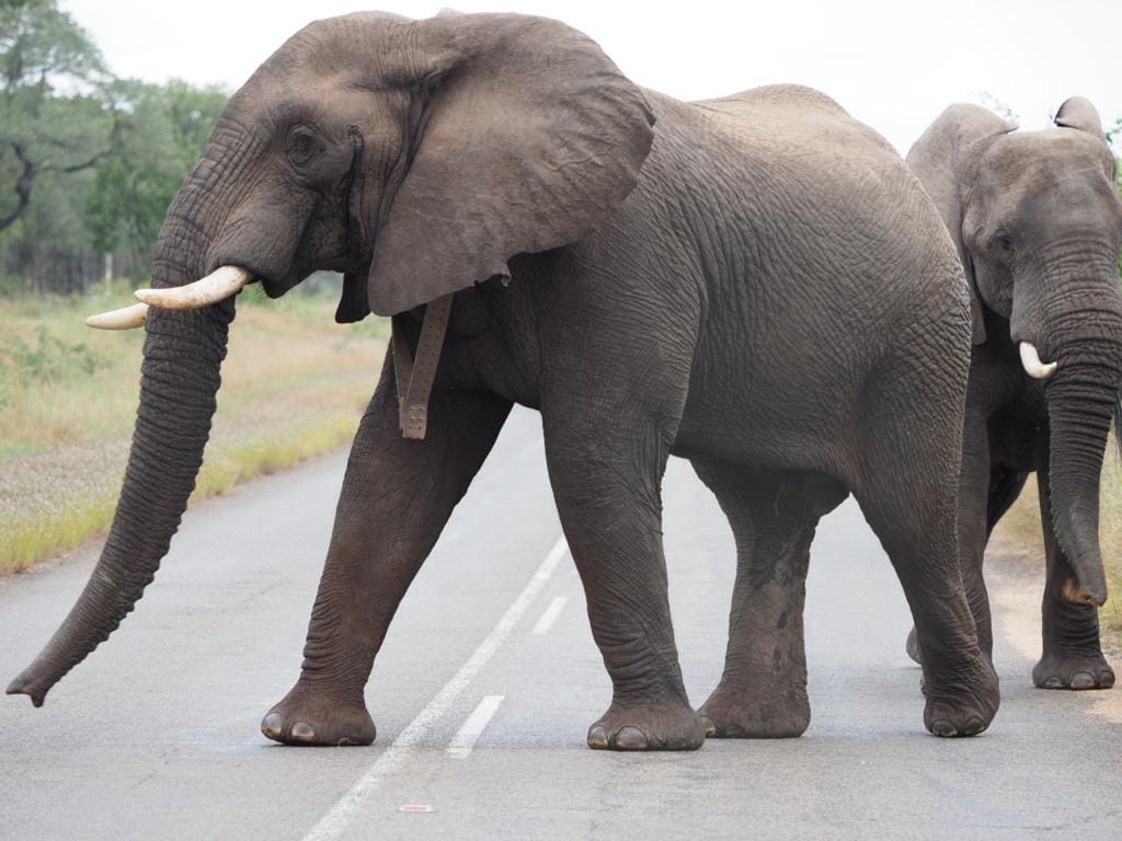 Trailblazer on the road near Kruger National Park