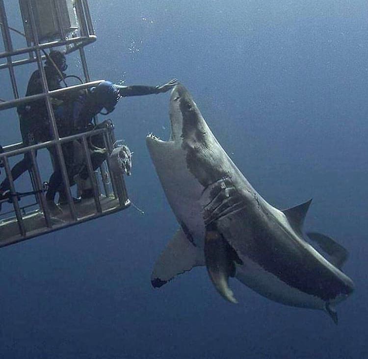 Divers touching a great white shark while cage diving