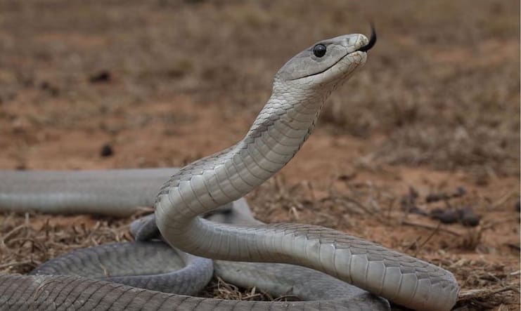 Black mamba showing a mild threat display