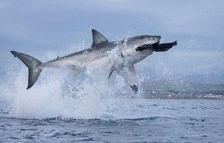 Shark breaching the water and grabbing a decoy seal