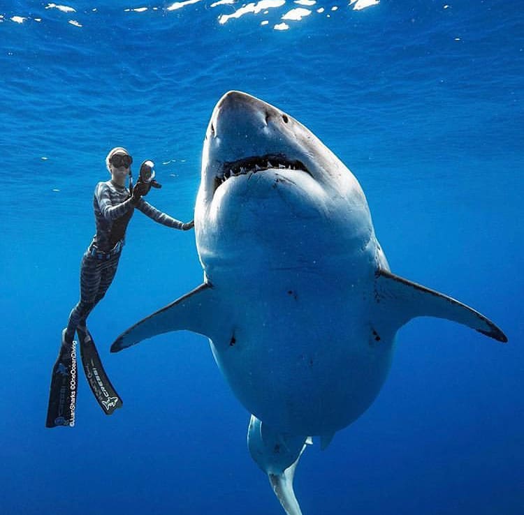 A woman swims with the world's largest great white shark