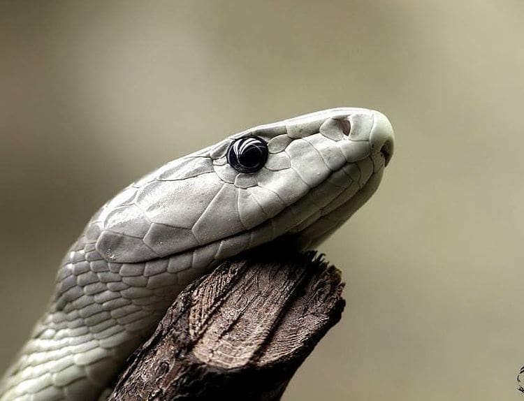 Black mamba closeup showings its 'smile'