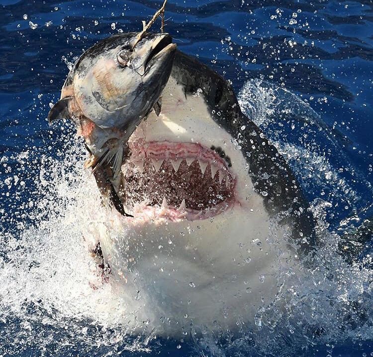Great white shark breaching and showing off its teeth
