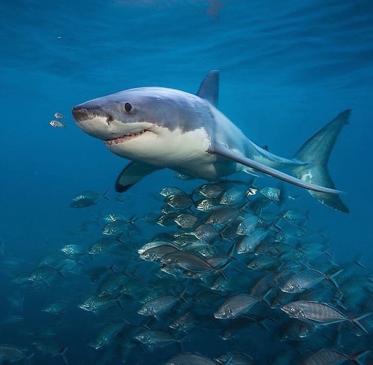 Great white shark swims above a large school of fish