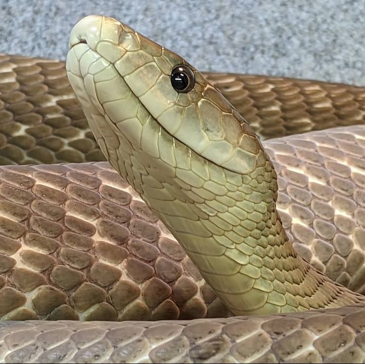 A lightskin black mamba, showing the species' varied colour