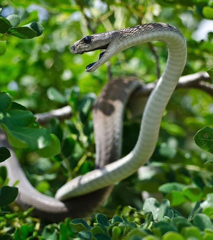 Black mamba in a tree