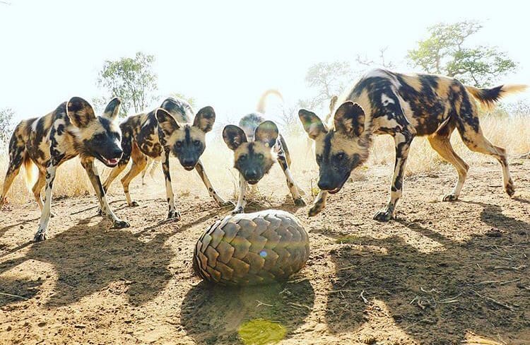 A pack of wild dogs surrounding a pangolin